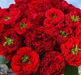 Букет из 25 роз РЕД МОНСТР с лентой Букет из 25 роз РЕД МОНСТР с лентой